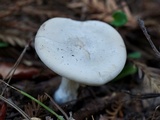 Clitopilus prunulus image