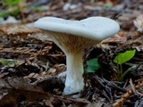 Clitopilus prunulus image