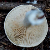 Clitopilus prunulus image