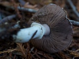 Agaricus deardorffensis image