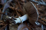 Agaricus deardorffensis image