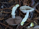 Agaricus deardorffensis image