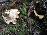 Cantharellus formosus image