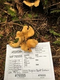 Cantharellus formosus image