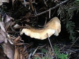 Cantharellus formosus image