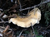 Cantharellus formosus image