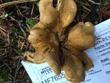 Cantharellus formosus image