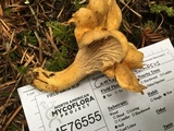 Cantharellus formosus image