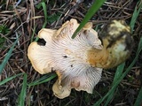 Cantharellus formosus image