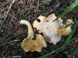 Cantharellus formosus image