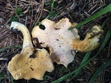 Cantharellus formosus image