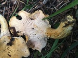 Cantharellus formosus image