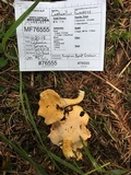 Cantharellus formosus image