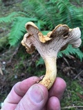 Cantharellus formosus image