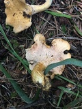 Cantharellus formosus image