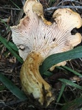 Cantharellus formosus image