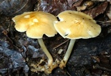 Marasmius strictipes image