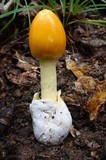 Amanita sect. Vaginatae image