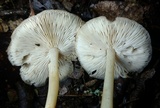 Marasmius strictipes image