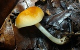 Marasmius strictipes image