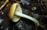 Marasmius strictipes image