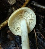 Marasmius strictipes image