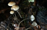Mycena subcaerulea image