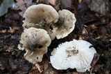 Tricholoma olivaceobrunneum image