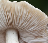 Tricholoma olivaceobrunneum image