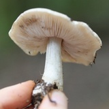 Tricholoma olivaceobrunneum image
