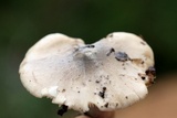 Tricholoma olivaceobrunneum image