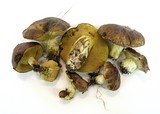 Suillus brevipes image