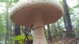 Amanita ravenelii image