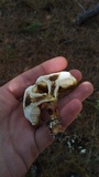 Retiboletus fuscus image