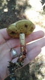 Retiboletus fuscus image