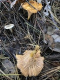 Cantharellus phasmatis image