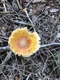 Amanita frostiana image
