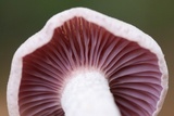 Laccaria ochropurpurea image