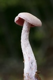 Laccaria ochropurpurea image