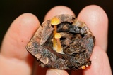 Mycena crocea image
