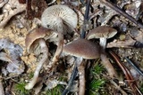 Inocybe tubarioides image