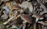 Inocybe tubarioides image