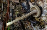 Inocybe tubarioides image