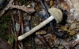 Inocybe tubarioides image