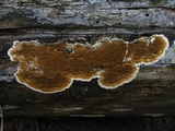 Serpula himantioides image