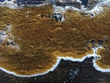 Serpula himantioides image