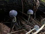 Mycena griseoviridis image