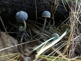 Mycena griseoviridis image