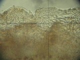 Kuehneromyces lignicola image