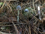 Mycena griseoviridis image